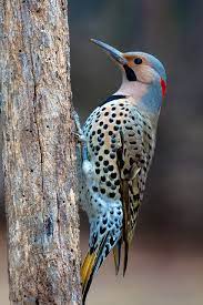 The flicker is a tier 4 neutral item dropped by neutral creeps. Male Northern Flicker Woodpecker Nature Birds Beautiful Birds Colorful Birds