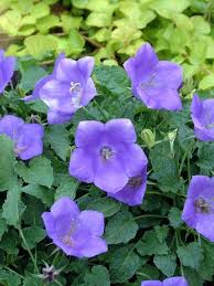 Campanula Blue Clips Bluestone Perennials Perennials Plants Flowers Perennials