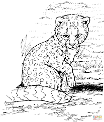 Printable cute baby cheetah coloring page. Baby Cheetah For Coloring Pages Coloring Home