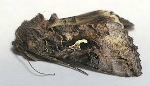 Image result for Autographa macrogamma