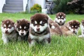 Mum is here with me dad is currently at families house due to the pups being around and mum is protective but both parents can be seen. Harvest Moon Malamutes Breeder Malamute Puppies