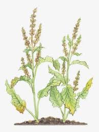 Image result for Rumex crispus