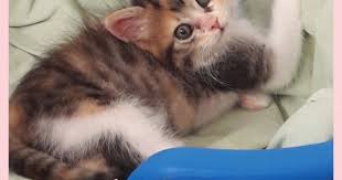 Pin Su Annunci Animali