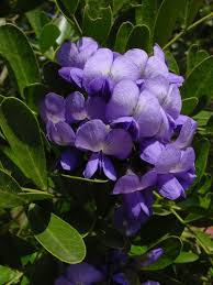 Image result for Ficalhoa laurifolia