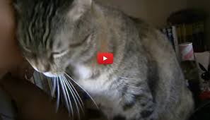 Immagini divertenti, foto, barzellette, video, immagini whatsapp divertenti e frasi. Giornata Mondiale Del Bacio Anche I Nostri Gatti Ci Baciano Video