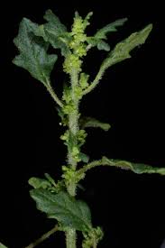 Image result for Dysphania pumilio