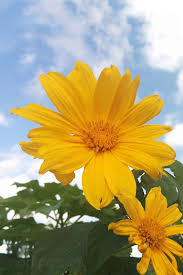 Fotos De Flores Y Rosas Para Fondos De Pantalla Del Celular Y Tableta Disfruta de los siguientes 47 fondos de pantalla bonitos para tu movil o escritorio. fotos de flores y rosas para fondos de