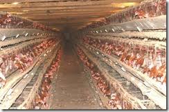 Les animaux n'y ont pas la possibilité d'étendre leurs ailes, ni de s'éloigner les uns des autres en raison de la densité des cages. Business Model De L Elevage De Volailles En Afrique