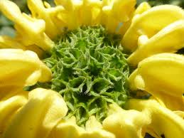 Image result for Phlomis fruticosa