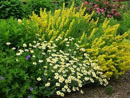 Diablo ninebark and annabelle hydrangea make a fabulous plant combination and a great choice for attracting wildlife, birds and. Better Together Baptisias