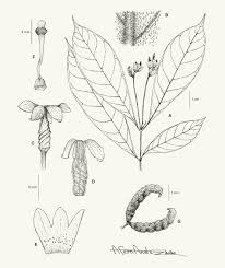 Image result for Landolphia incerta