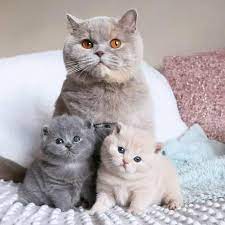 family portrait animaux adorables chats et chatons chats adorables
