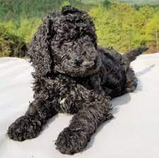Blue ribbon breeder of goldendoodle association of north america. F1bb Goldendoodle Puppy F1bb Goldendoodle Goldendoodle Breeders Goldendoodle