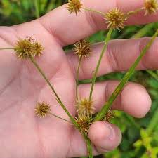 Image result for Rhynchospora holoschoenoides