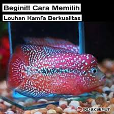We did not find results for: Yuks Mengenal Ciri Ciri Ikan Louhan Kamfa Yang Berkualitas Jejaksemut