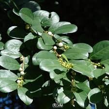 Image result for Seddera suffruticosa