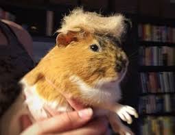 Pin On Animals With Donald Trump Hair
