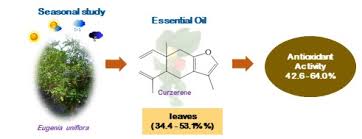 Image result for Eugenia natalitia