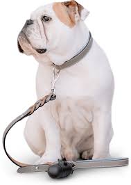 And offers the labcorp test for $125. Aspen Vet Clinic Veterinarian In Spring Creek Elko County Nevada