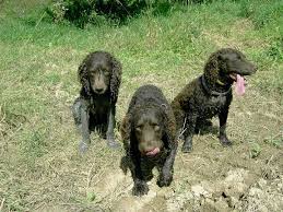 Image result for americký vodní španěl