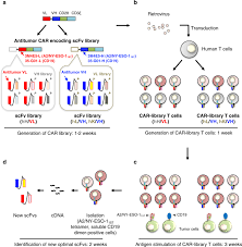 Brilliant violet™ 421 emission spectra. A Single Chain Antibody Generation System Yielding Car T Cells With Superior Antitumor Function Communications Biology