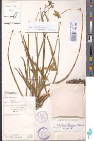 Image result for Stathmostelma