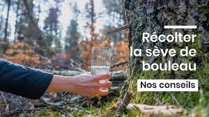 La sève de bouleau reminéralise l'organisme tout en drainant les organes tels que le foie et les reins en particulier. Points D Attention Pour Recolter Soi Meme La Seve De Bouleau