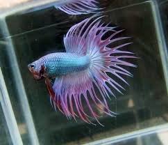 35 Stunning Betta Splendens Betta Betta Fish Betta Fish Types
