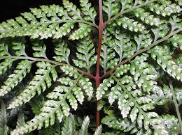 Image result for Davalliaceae