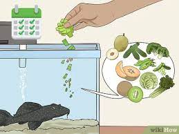 3 Cara Untuk Memberi Makan Ikan Sapu Sapu Wikihow