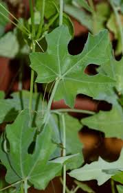 Image result for Coccinia barteri