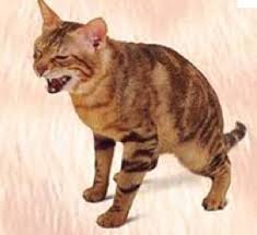 There's lot of good reasons for neutering male cats and few, if any, bad ones. Feline Urethral Obstruction A Common Cat Emergency Practical Petvet