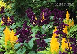 Celosia Salvias Splendens Salsa Propagating Plants Plant Combinations Garden Inspiration