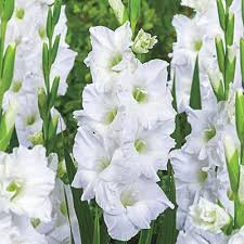Gladiolus White Prosperity K Van Bourgondien In 2020 Gladiolus Bulb Flowers Summer Flowering Bulbs