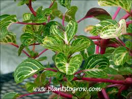 Image result for Iresine herbstii