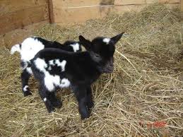L'armonia tra le città e il paesaggio, la forte presenza nel territorio del patrimonio e quali case in vendita. Cuccioli Capretta Tibetana Nana Annunci Trovalo Subito Lavoro Vendita Animali Inserire Annunci Gratis Animali Case Ville Automobili
