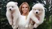 Samoyed Puppies for Sale from Reputable Dog Breeders