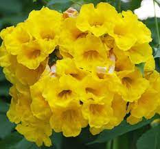 755 Beautiful Yellow Flowers In India Their Common Names Are Yellow Elder Yellow Trumpetbush Yellow Bells Botanical Name Tecoma Stans Explore Yellow Flowers Names Yellow Flowers Flowers