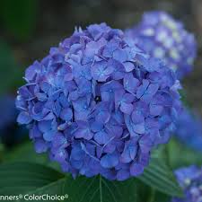 In general gardening terms, pruning is probably the most misunderstood gardening chore, and certainly, the chore that is most likely neglected. Let S Dance Rave Reblooming Hydrangea Hydrangea Macrophylla Proven Winners