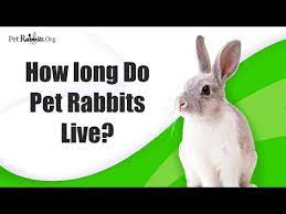 How Long Do Pet Rabbits Live Lifespan Of Your Bunny Petrabbits Org