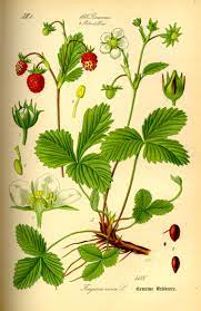 Provide adequate space for sprawling. Fragaria Vesca Wikipedia