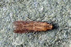 Image result for Delplanqueia inscriptella