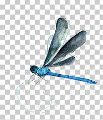 Check spelling or type a new query. Watercolor Dragonfly Png Images Watercolor Dragonfly Clipart Free Download