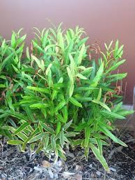 Image result for Acrostichum