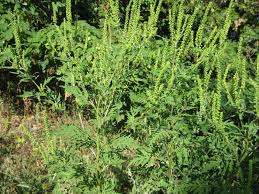 Image result for Gyrodoma hispida