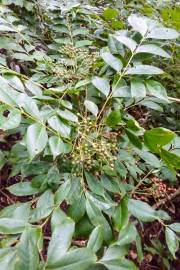 Image result for Zanthoxylum chalybeum