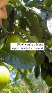 Image result for Diospyros batocana