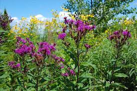 Image result for Vernonia myriantha