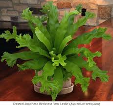 Low Light Houseplants 15 Fabulous Houseplants Perfect For Low Light