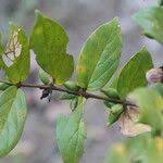 Image result for Cremaspora